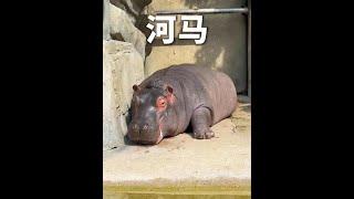 河馬活著真的很不容易，在哪裡都不方便！ #河馬 #動物解說