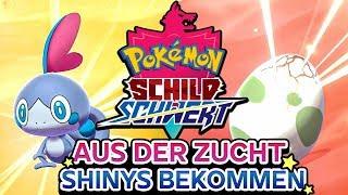 So züchtet ihr SHINY Pokémon  POKÉMON Schwert & Schild