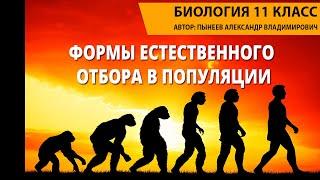 Формы естественного отбора в популяции