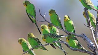 Budgerigar flocks