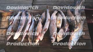 A variety of river fish from the Amur River on the fisherman's table.