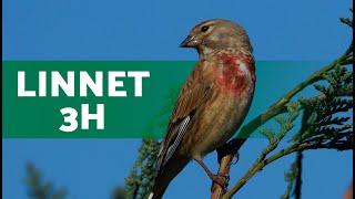 Song of the LINNET | Linnet Singing 3 HOURS