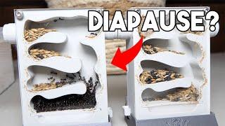 Out of diapause? - Messor barbarus