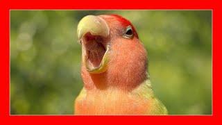  Lovebird singing | Claim to find lost lovebirds