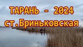 Бриньковская ТАРАНЬ // Тарань 2024  /// Рыбалка на Кубани 2024 /// Выпуск № 38