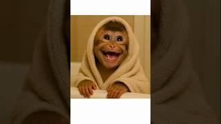 baby monkey laughing 