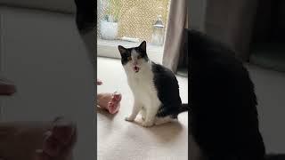 Hilarious Cat SHOCKED After Smelling Feet!