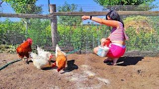 A beautiful farmer girl takes care of chickens. Life on a small chicken farm.