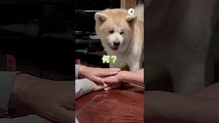 秋田犬さんと団結してみた｜PECO #pecomusic #秋田犬 #大型犬 #愛犬家 #秋田犬がいる暮らし #akitainu #dog #akitainulife #doglover