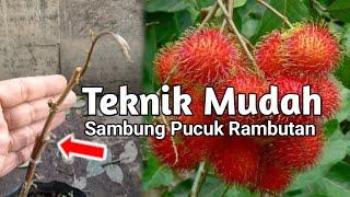 Cara dan Teknik Membuahkan Pohon Rambutan di Dalam Pot