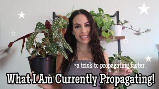 Houseplants that I am currently Propagating!! // Tips & Tricks for successful and fast propagations