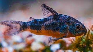 Best Beginner Fish for New Aquarium Hobbyists