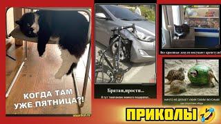 кода там пятницо? криветочку хочца! смотри смешные картинки мемы котики приколы  