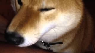 Shiba mimicking me