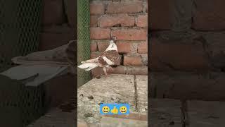 #kabootar️Bazi#pigeon ️#bird #kabootar #faktar kabutar️#terndinge