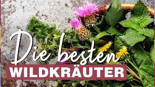 Kräuter sammeln: Die 5 besten Wildkräuter und wo du sie findest!