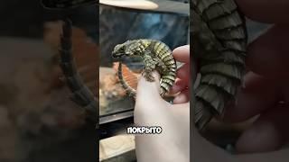 Это настоящий дракон  #животные #милыеживотные