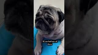 Look at this one ️ #pug #dog #shorts