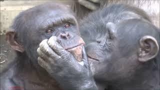 ASMR Chimpanzee grooming video to help you sleep (long edit) #asmr #grooming #asmrsound  #chimpanzee