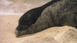 Hawaiian Monk Seal