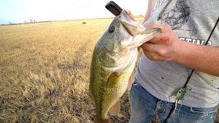 my BEST day Pond Fishing EVER!!!