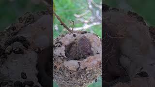 FUNNIEST POOP VIDEO EVER! Baby Hummingbirds Shoot Poop with Funny Sounds! #babyhummingbirds #birds