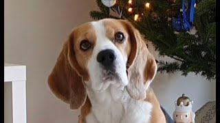 Beagle Dog Wait Command, PART 1 | Tim the Beagle