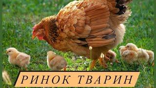 Ринок тварин. Гуси, кури, качки, курчата огляд та ціни на птицю на 1 Червня!