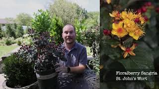 Shrubs for the Flower Bed Renovation | The Southerner’s Northern Garden