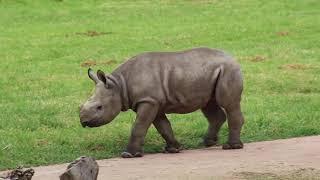 Say hello to Sabi Star! The newly born black rhino in Taronga Western Plains Zoo.