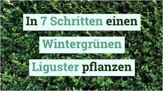 In 7 Schritten einen Wintergrünen Liguster pflanzen