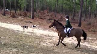 Aiken Hounds