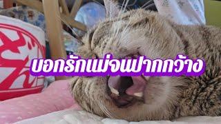 บอกรักแม่#cat #แมว #แมวน่ารัก #แมวพิการ