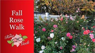  Fall Walk / Coral Lions-Rose / Kordes / What's Blooming in November / KORzwanlio