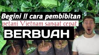 Rahasia pembibitan Kopi VIETNAM !! auto cepat panen