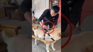 This Dog Goes Shopping Alone Every Day  ️ #shorts