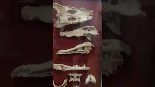 Orginal Crocodile  Osteology #crocodile #osteology #viralshorts #orginal #unique #fitness #youtube