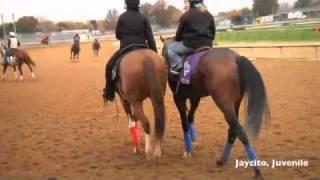 Breeders' Cup Horses - Wednesday Thoroughbred Daily News