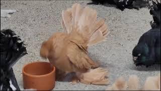 Статные голуби  в Германии(Stately pigeons in Germany)