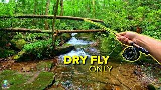 Dry Fly Fishing an Appalachian Creek FILLED with Native Brook Trout! (Fly Fishing for Trout)