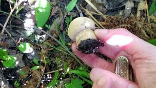 Mushroom hunting and not only #dont_litter_in_the_forest