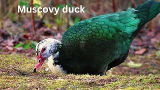 Muscovy Duck | Encyclopedia Channel | Duck Breeds | Backyard Poultry Farm | Poultry Breeds |