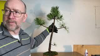 Deciding what to do with a straight pine tree