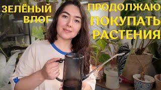 умудрилась КУПИТЬ РАСТЕНИЯ не выходя из ДОМА | распаковываю, ПЕРЕСАЖИВАЮ новинки |УЮТНЫЙ ДЕНЬ ухода🪴