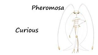 Pokémon Sounds Collection: Nihilego, Pheromosa