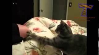Animals can be so annoying   Funny animal compilation