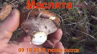 Масленок гриб маслята грибы сбор в лесу 09 10 2018 тихая охота выживание в лесу сибирь тайга рыжик г