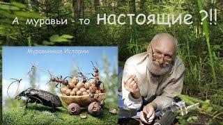 Муравьиные Истории: А муравьи-то НАСТОЯЩИЕ ?!  макро фото проект Ant Tales