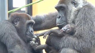 Gorilla⭐️ Mom, show me baby! Gentaro who touches Kintaro many times even if he is scolded by his mom