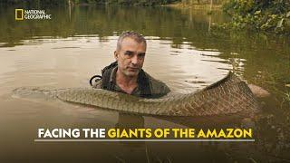 Piranhas and Anacondas | Last of the Giants: Wild Fish | हिंदी | S1 - E5 | Nat Geo